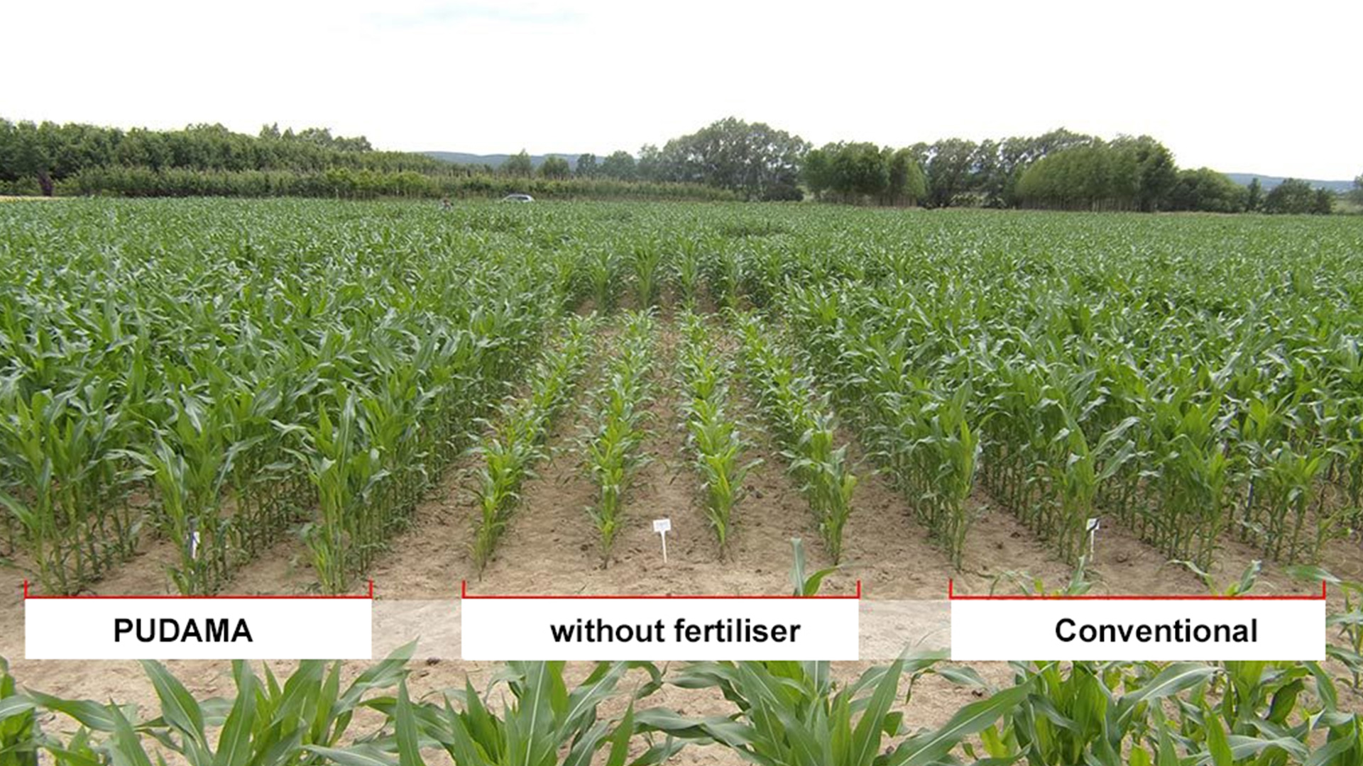 Feldversuche zeigen, dass die Starterdüngergabe ohne Ertragseinbußen um mindestens 25 % reduziert werden kann.